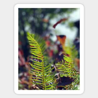 Ferns in Spring Sticker